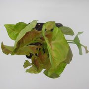 Syngonium podophyllum 'Candy' - Sweet Leaf Nursery