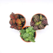 Three Pack of Fittonia albivenis verschaffeltii - Sweet Leaf Nursery