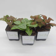 Three Pack of Fittonia albivenis verschaffeltii - Sweet Leaf Nursery