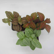 Three Pack of Fittonia albivenis verschaffeltii - Sweet Leaf Nursery