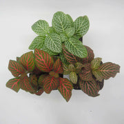 Three Pack of Fittonia albivenis verschaffeltii - Sweet Leaf Nursery