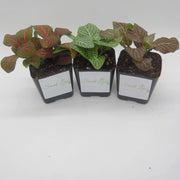 Three Pack of Fittonia albivenis verschaffeltii - Sweet Leaf Nursery