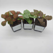 Three Pack of Fittonia albivenis verschaffeltii - Sweet Leaf Nursery