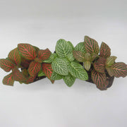 Three Pack of Fittonia albivenis verschaffeltii - Sweet Leaf Nursery