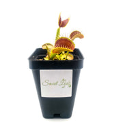 Typical Venus Fly Trap - Sweet Leaf Nursery