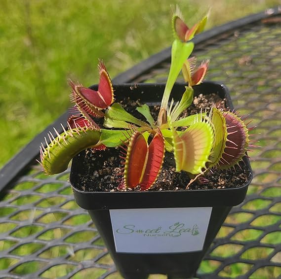 are venus fly traps good house plants Venus Fly Trap (Typical) – Sweet Leaf Nursery