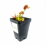 Typical Venus Fly Trap - Sweet Leaf Nursery