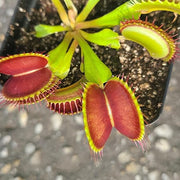 Typical Venus Fly Trap - Sweet Leaf Nursery