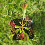 Typical Venus Fly Trap - Sweet Leaf Nursery