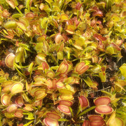 Typical Venus Fly Trap - Sweet Leaf Nursery