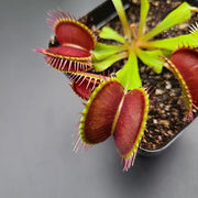 Typical Venus Fly Trap - Sweet Leaf Nursery