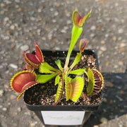 Typical Venus Fly Trap - Sweet Leaf Nursery