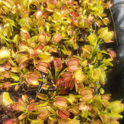 Typical Venus Fly Trap - Sweet Leaf Nursery