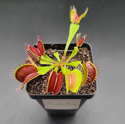 Typical Venus Fly Trap - Sweet Leaf Nursery