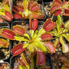 b52 Venus Flytrap