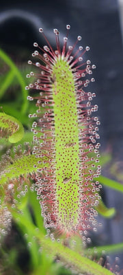 Cape sundew (Drosera Capensis) 