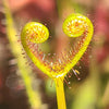 Drosera binata - Giant Form