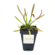 Cape sundew (Drosera Capensis) 