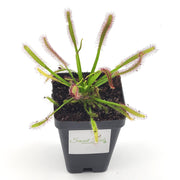 Cape sundew (Drosera Capensis) 