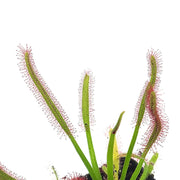 Cape sundew (Drosera Capensis) 