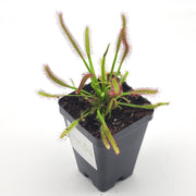 Cape sundew (Drosera Capensis) 