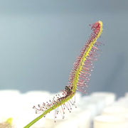 Cape sundew (Drosera Capensis)  bending around an insect