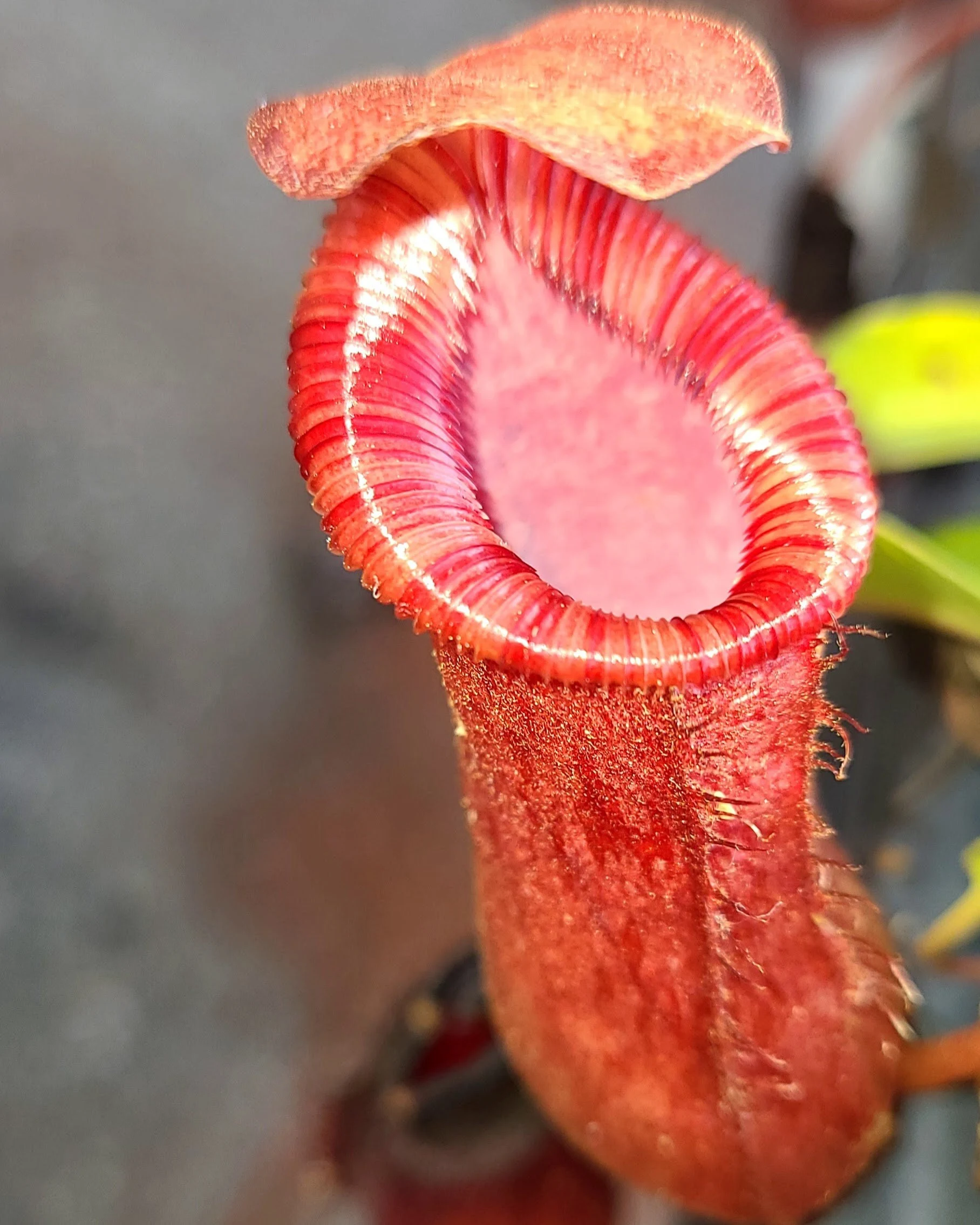 Live Carnivorous Plant: Nepenthes Briggsiana 'Red' (Lowii X Ventricosa) Pitcher Plant