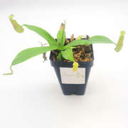 Small Nepenthes Sanguinea - Sweet Leaf Nursery