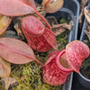 Nepenthes Gaya pitchers