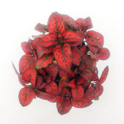 Red Hypoestes phyllostachya - Sweet Leaf Nursery