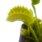 Closeup of trap on 'Dente' Venus Flytrap
