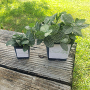 Picture of Regular Size and Large Mini White Fittonia