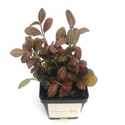 Large (3.5") 'Mini Red' Fittonia albivenis verschaffeltii