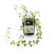 Pilea Depressa ‘Baby Tears’ - Sweet Leaf Nursery