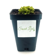 Drosera spatulata - Sweet Leaf Nursery