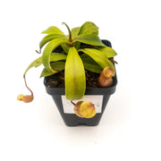 Small Nepenthes 'Ventricosa' - Sweet Leaf Nursery
