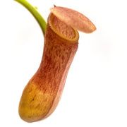 Small Nepenthes 'Ventricosa' - Sweet Leaf Nursery