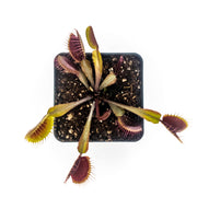 Dionaea muscipula Akai Ryu (Red Dragon) Venus Fly Trap - Sweet Leaf Nursery