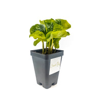 Coffea Arabica - Multiple Live Rooted plants in a 2.5” pot - Sweet Leaf Nursery