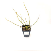 Drosera Filiformis - Sweet Leaf Nursery