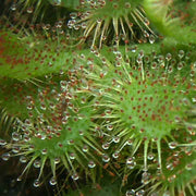 Zoomed in photo of dew on sundew Drosera spatulata
