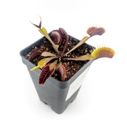 Dionaea muscipula Akai Ryu (Red Dragon) Venus Fly Trap - Sweet Leaf Nursery
