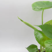 Baby monstera plant