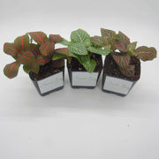 Three pack of fittonia
