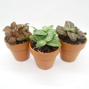Three Pack of Fittonia albivenis verschaffeltii - Sweet Leaf Nursery