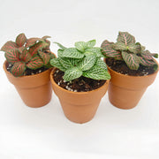 Three Pack of Fittonia albivenis verschaffeltii - Sweet Leaf Nursery