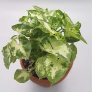 Syngonium podophyllum, known as the 'Mini Pixie’