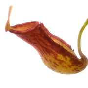 Nepenthes 'Gaya' pitcher