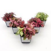 Five Pack of Hypoestes Polka Dot Plants in Red, White, Pink, Rose and Mixed - Sweet Leaf Nursery