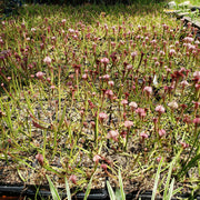 Sarracenia 'Juthatip Soper' in a bog garden